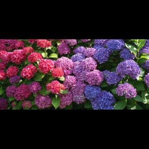 Meet your Posher, Jeanette